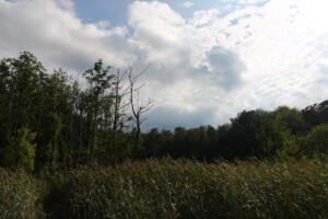 IMG 5637